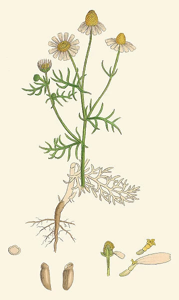 Matricaria chamomilla, 1866