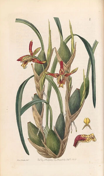 Maxillaria tenuifolia, 1839