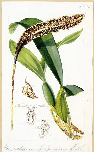 Megaclinium purpuratum Lindl