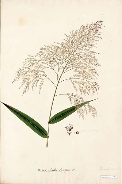 Melica latifolia, R. Watercolour on paper, no date (late 18th, early 19th century)