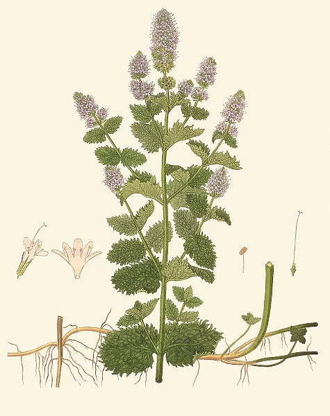 Mentha spicata, 1830
