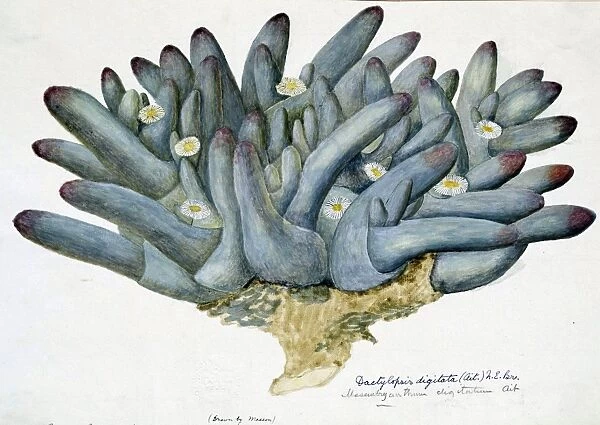 Mesembryanthemum digitatum, 1772-1793