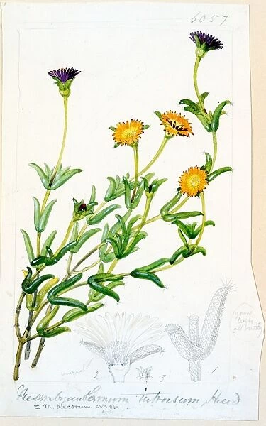 Mesembryanthemum introrsum, Haworth