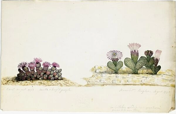 Mesembryanthemum simplex, 1793