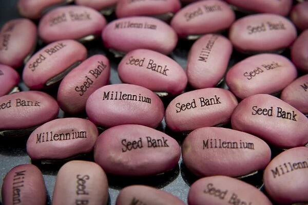 Millennium Seed Bank Partnership Seeds