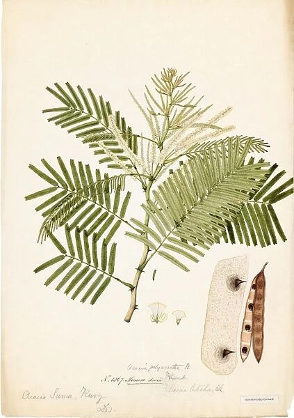Mimosa suma, R. Watercolour on paper, no date (late 18th, early 19th century)