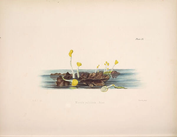 Mitrula paludosa, 1847-1855