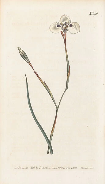 Moraea tricuspidata, 1804