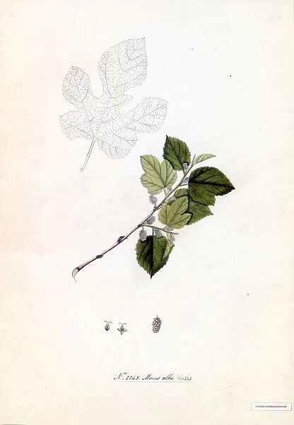 Morus alba, Willd. (White morus)