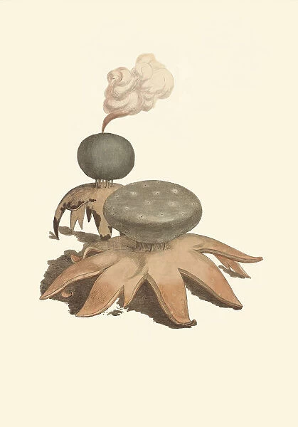 Myriostoma coliforme, 1795-1815