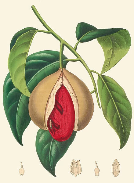 Myristica fragrans, 1856