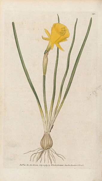 Narcissus bulbocodium, 1790