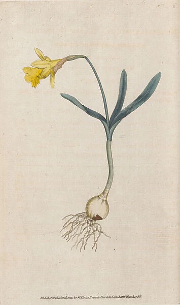Narcissus minor, 1787