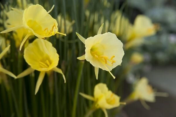 Narcissus romieuxii. AMARYLLIDACEAE, Narcissus romieuxii subsp. romeiuxii