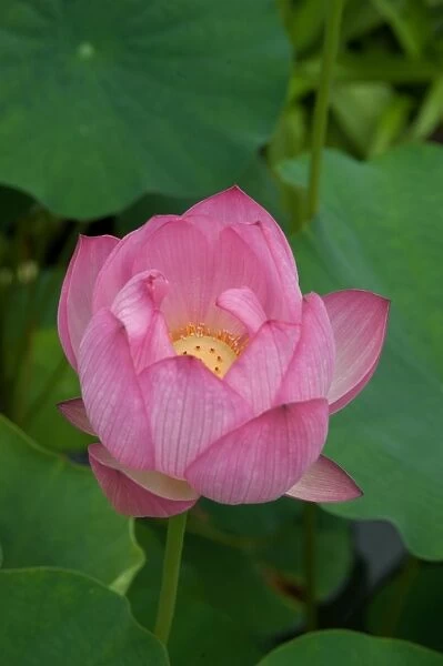 Nelumbo nucifera, sacred lotus