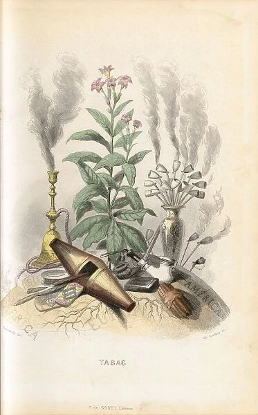 Nicotiana tabacum (Tobacco), 1847