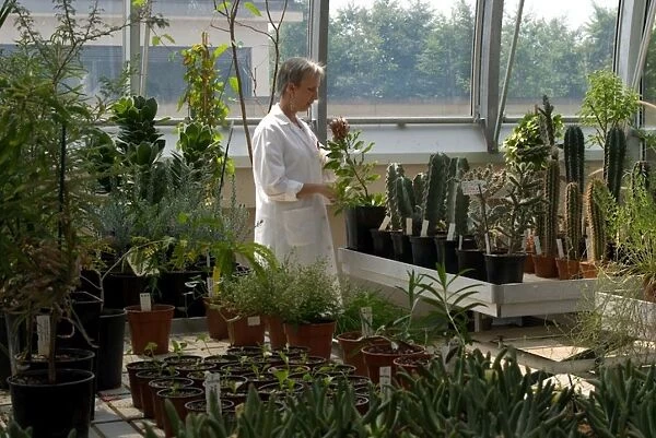 Nursery at the Millennium Seed Bank