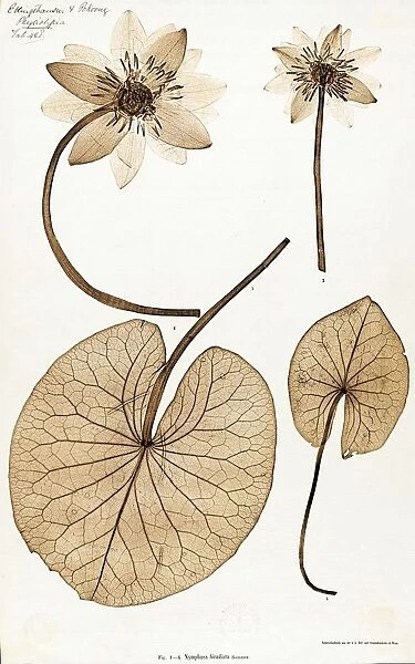 Nymphaea biradiata, water lily. Nature print from Physiotypia Plantarum Austriacarum