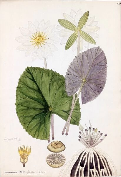 Nymphaea lotus, Willd