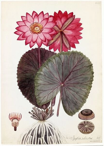 Nymphaea rubra, R. Watercolour on paper, no date (late 18th early 19th century)