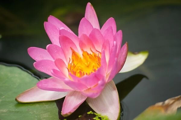 Nymphaea Siam Pink, waterlily