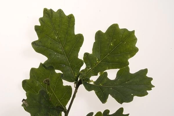 Oak leaf. Oak Leaf