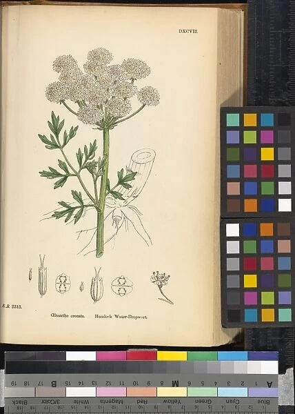 Oenanthe crocata. botanic illustration of hemlock