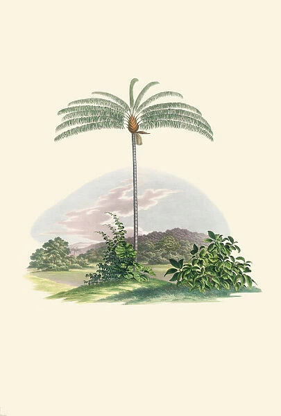 Oenocarpus distichus, 1823-53