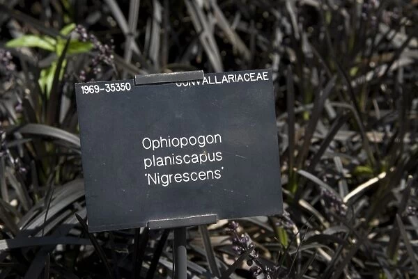 Ophiopogon