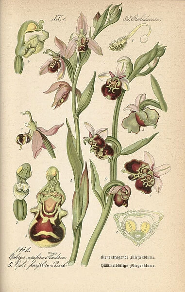 Ophrys apifera (Bee orchid), 1886