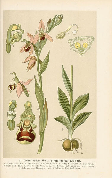 Ophrys apifera (Bee orchid), 1894