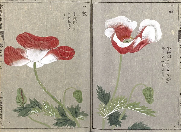 Opium poppy (Papaver somniferum), woodblock print and manuscript on paper, 1828