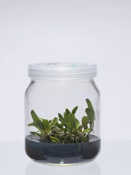 Orchid in jar