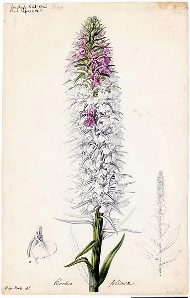 Orchis foliosa, 1838