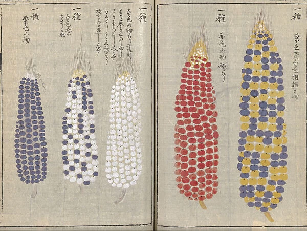 Ornamental corn-on-the-cob (Zea mays), woodblock print and manuscript on paper, 1828