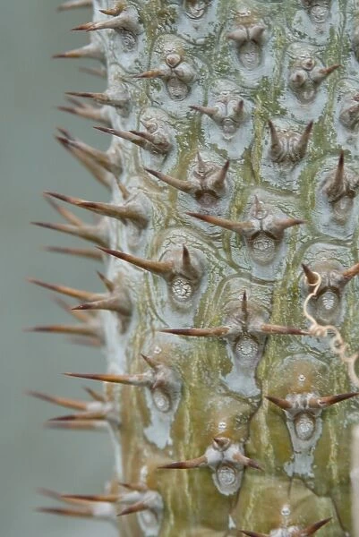 Pachypodium lamerei, Madagascar palm. Family: Apocynaceae