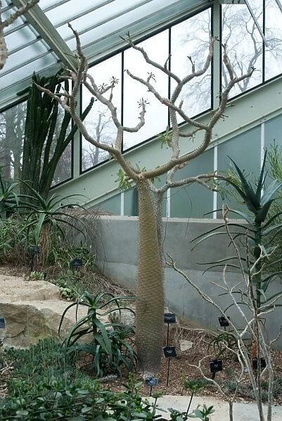 Pachypodium lamerei, Madagascar palm. Family: Apocynaceae