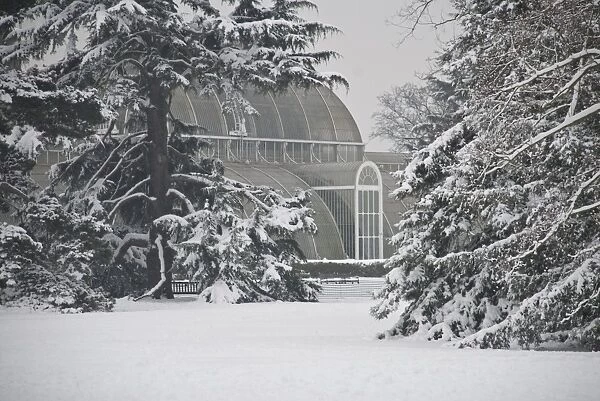 Palm House. A view of The Palm House through trees in snowy landscape