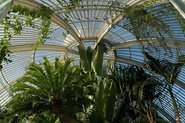 Palm House interior. looking up into the tropical canopy