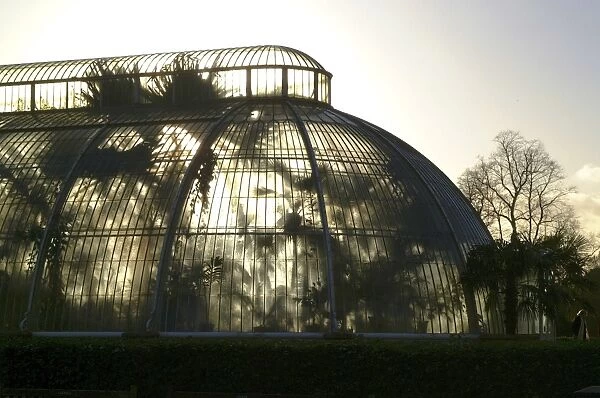 Palm House silhouette