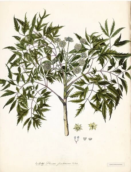 Panax fruticosum, Willd