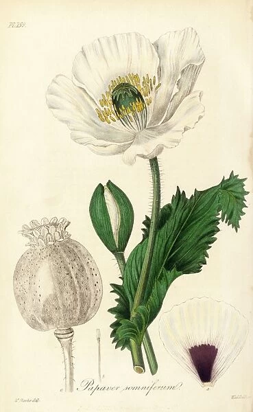 Papaver somniferum, L. (Opium poppy)