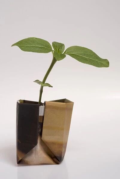 Paper plant pot