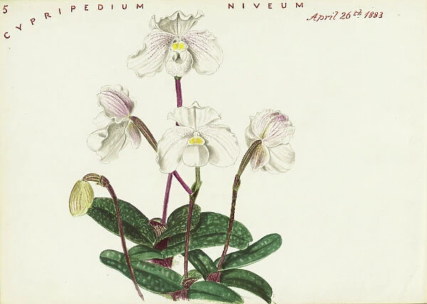Paphiopedilum niveum (Asian slipper orchid), 1883