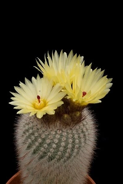 Parodia cactus. Family: Cactaceae