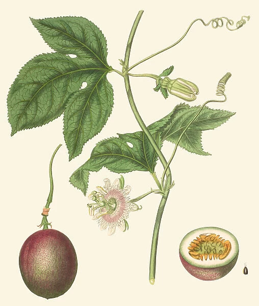 Passiflora edulis, 1818