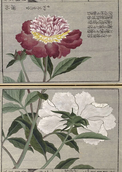 Peony (Paeonia lactiflora), woodblock print and manuscript on paper, 1828