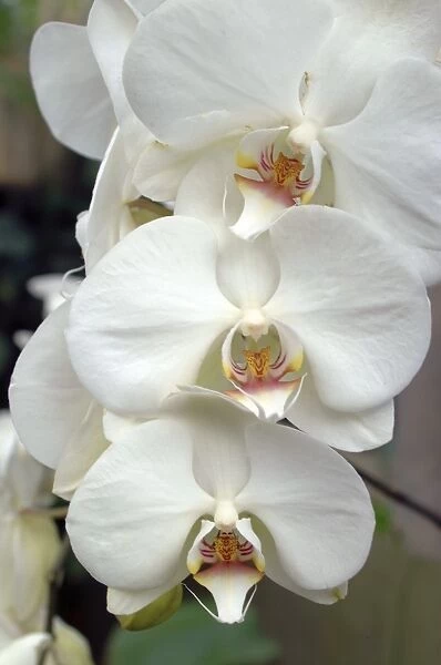 Phalaenopsis. White moth orchid