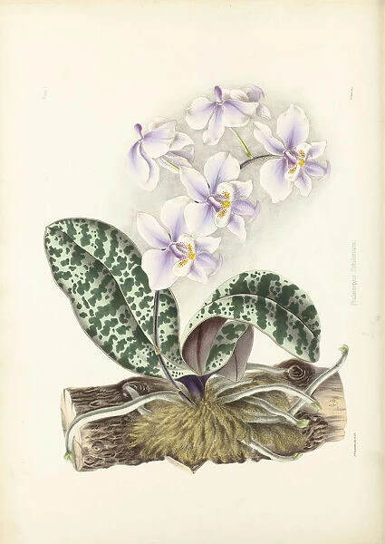 Phalaenopsis schilleriana, 1862
