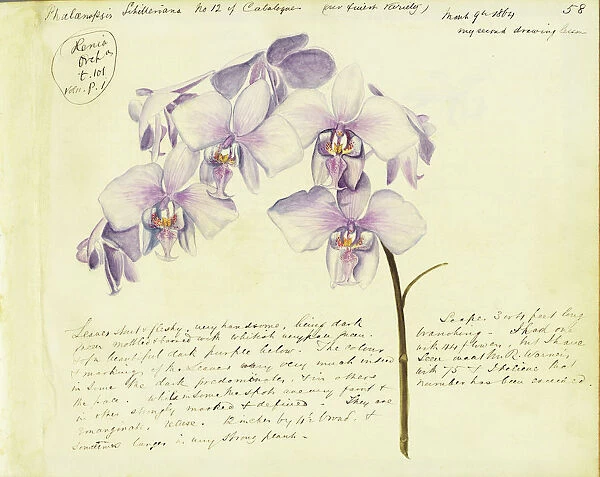 Phalaenopsis schilleriana, 1864